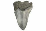 Partial, Fossil Megalodon Tooth #189898-1